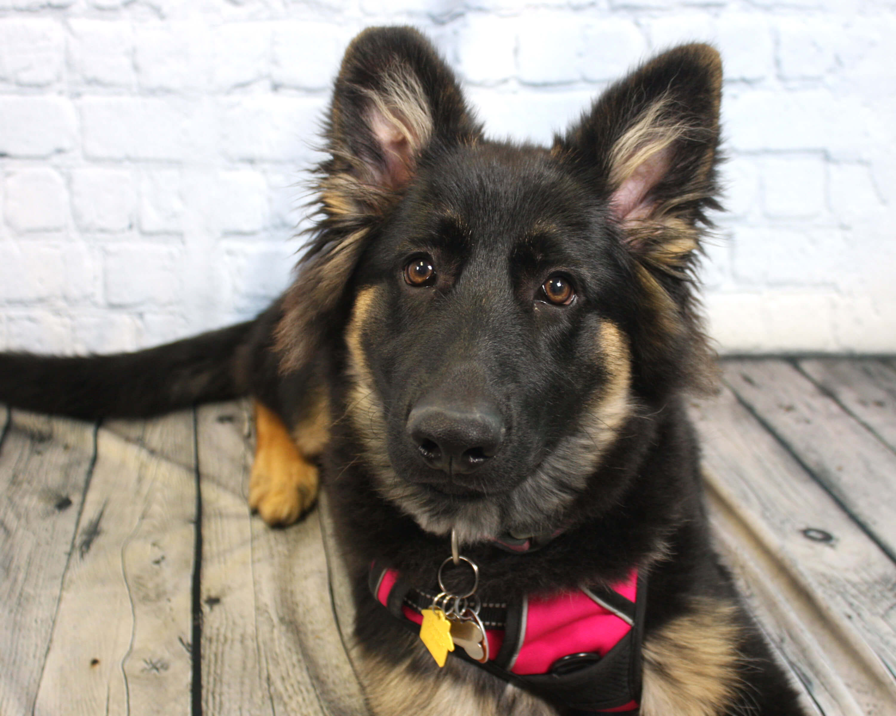 Cute dog wearing a Capital CU branded bandanna.