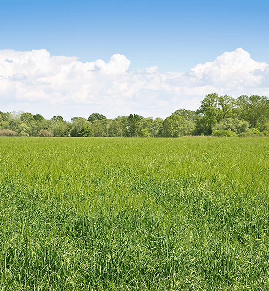 Thick green beautiful lawn open lot.